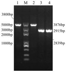High efficient homologous recombination engineering strain of Amycobacter, its construction method and application
