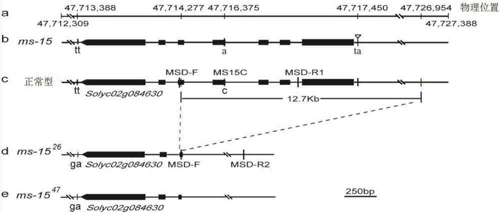 Molecular markers associated with male sterile mutation sites ms-15, ms-26 and ms-47 of tomatoes and application