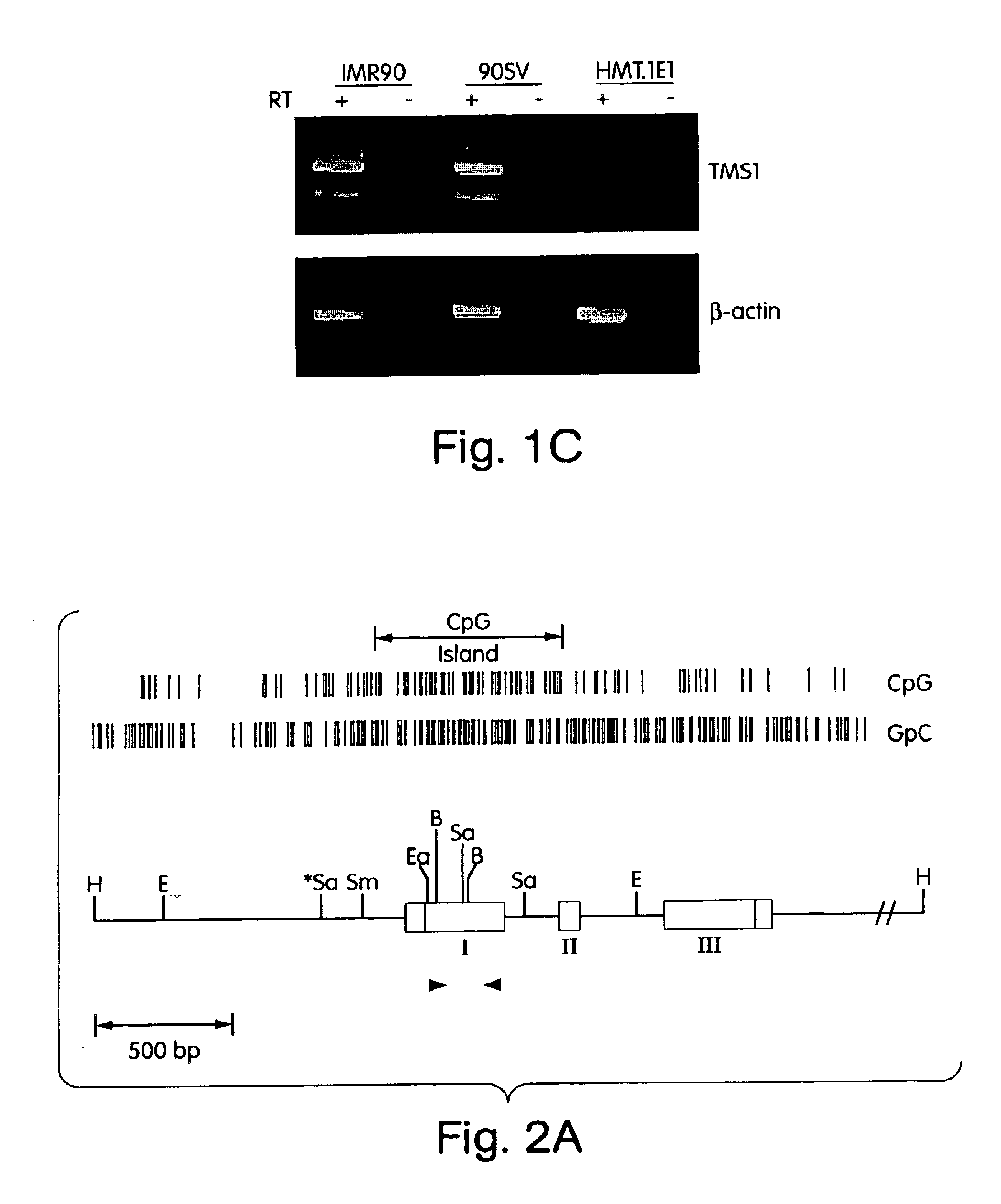 TMS1 compositions and methods of use