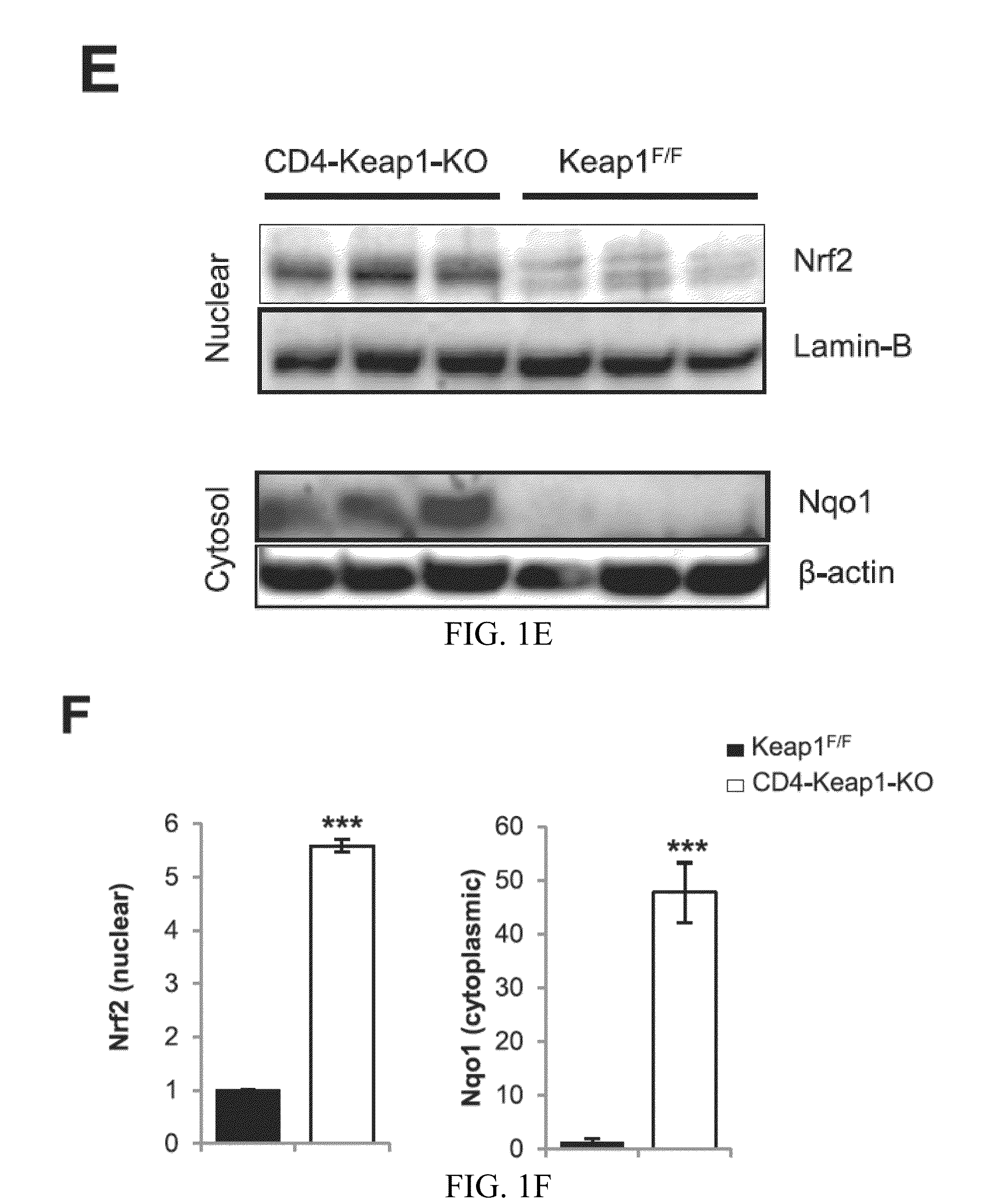 Compositions and methods for the study and treatment of acute kidney injury