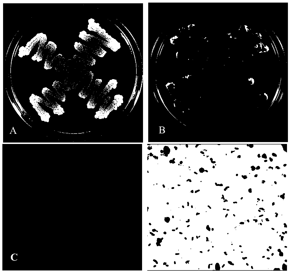 A Strain of Bacillus Fuensis and Its Application