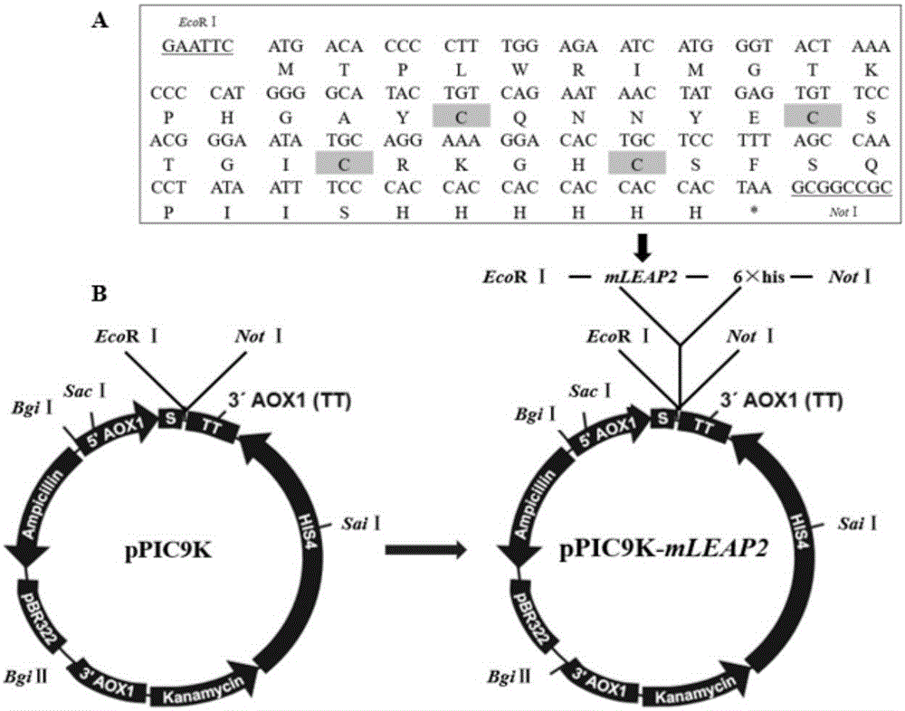 Optimized gene of ietalurus punetaus LEAP-2 mature peptide and preparation method of recombinant protein of optimized gene