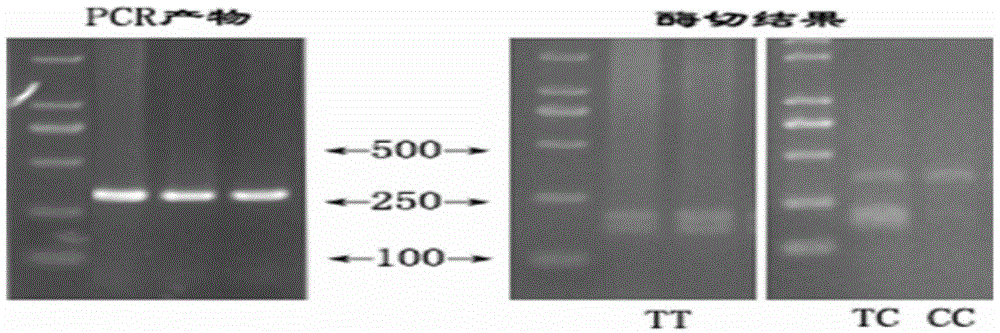 Molecular marker related to sedimentary character of pork fat, and application thereof