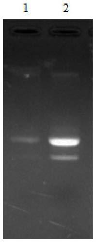 A dna fragment with promoter function of bacillus subtilis and application thereof