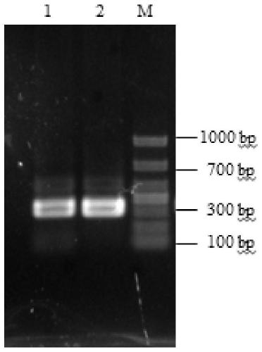 A dna fragment with promoter function of bacillus subtilis and application thereof