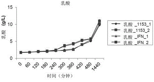 Lactobacillus bacterial strain capable of expressing and secreting human interferon Alpha2b and application thereof