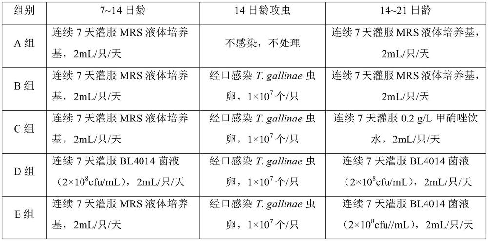 Pigeon-derived lactobacillus crispatus BL4014 and application thereof