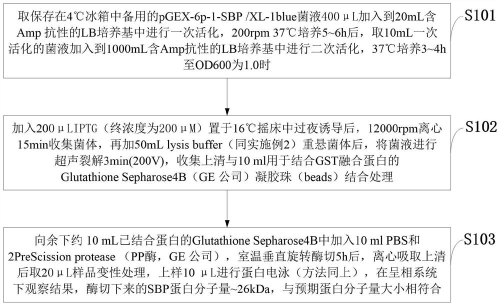 A kind of Pseudomonas aeruginosa vaccine recombinant protein SBP and its preparation method and application