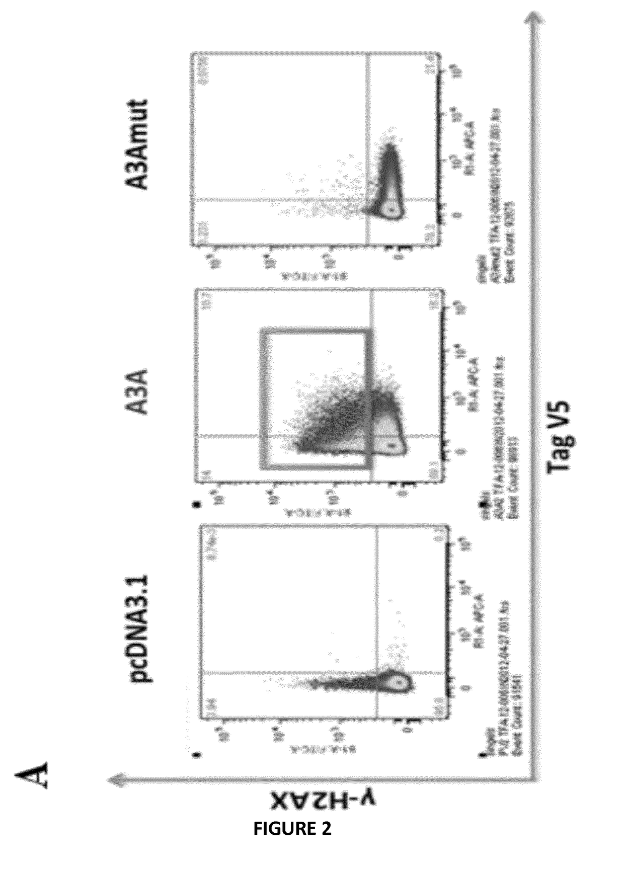 Method of treating fibrosarcoma using a nucleic acid sequence encoding APOBEC3A
