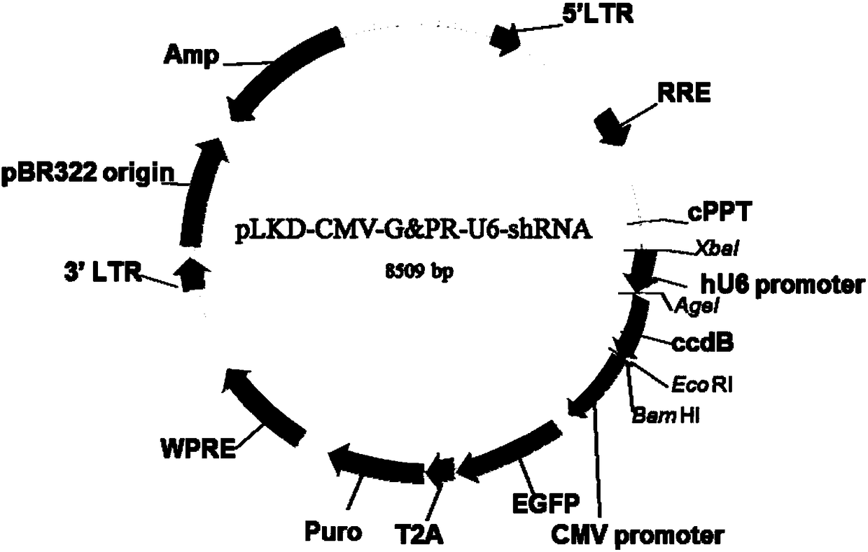 Human Cx43 gene inference sequence, shRNA-Cx43 virus and low expression Cx43 protein cell line