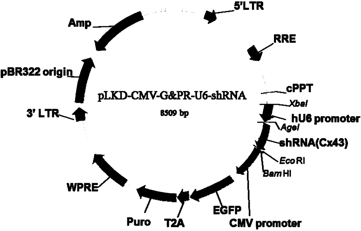 Human Cx43 gene inference sequence, shRNA-Cx43 virus and low expression Cx43 protein cell line