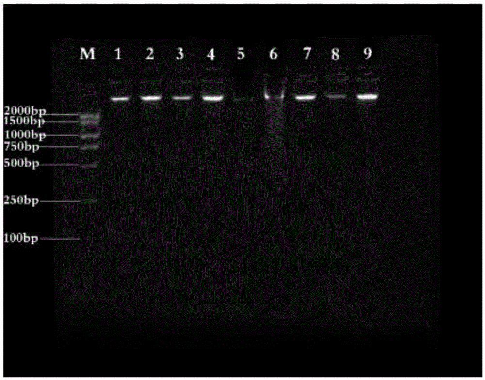 PCR specificity identifying primers and paris polyphylla identifying method adopting same