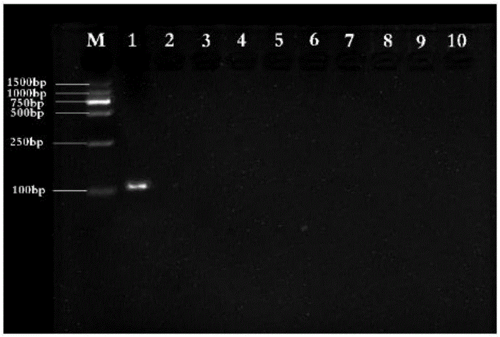 PCR specificity identifying primers and paris polyphylla identifying method adopting same
