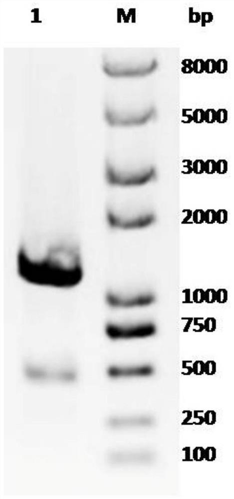 A truncated uridine-5'-diphosphate xylose synthase, its nucleotide sequence and application