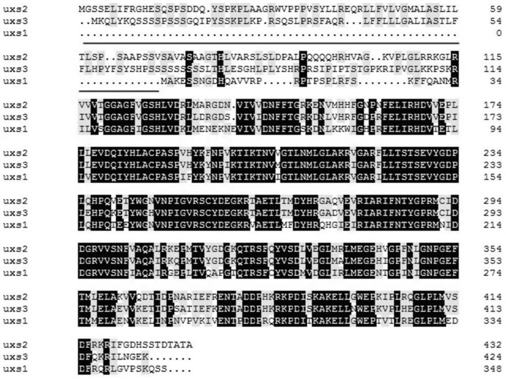A truncated uridine-5'-diphosphate xylose synthase, its nucleotide sequence and application