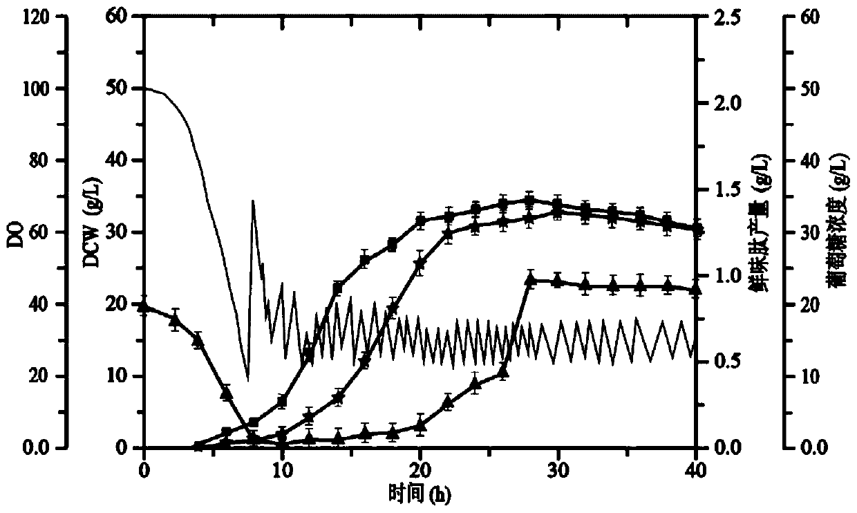 Method for producing umami peptide by staging fed-batch fermentation