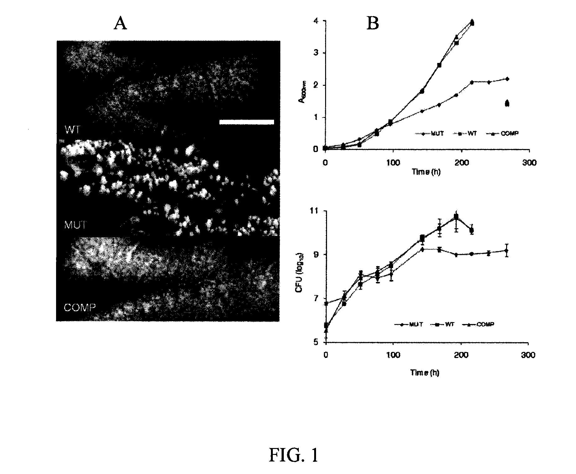 Methods for treatment of bacterial infections