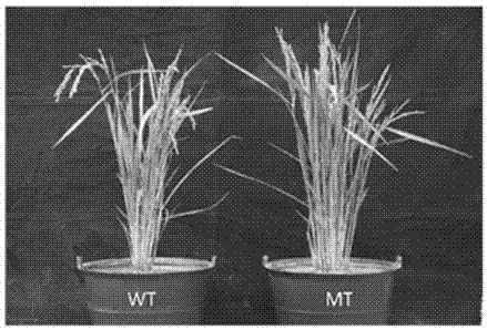 Gene for controlling male reproduction and development of rice and application of gene