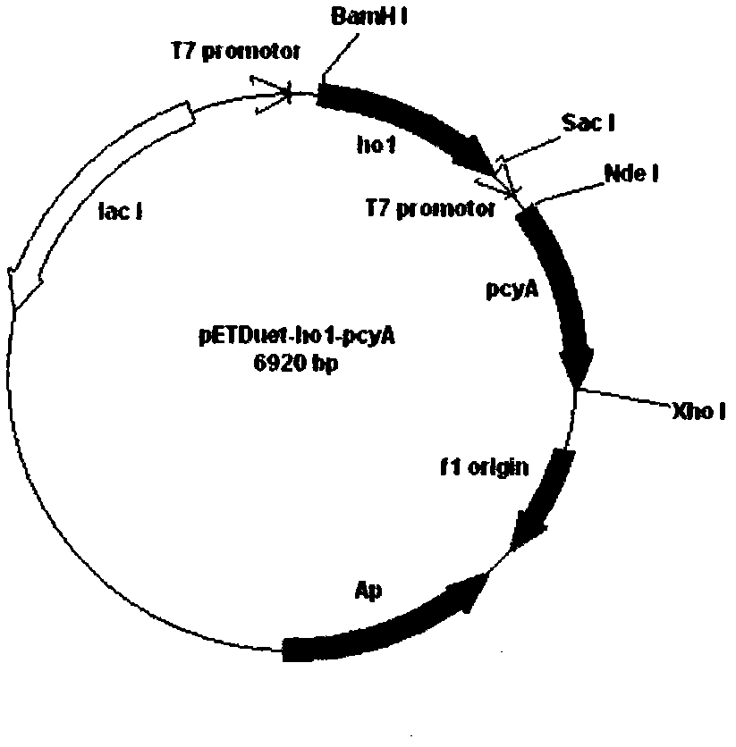 Preparation method and application of recombinant phycocyanobilin