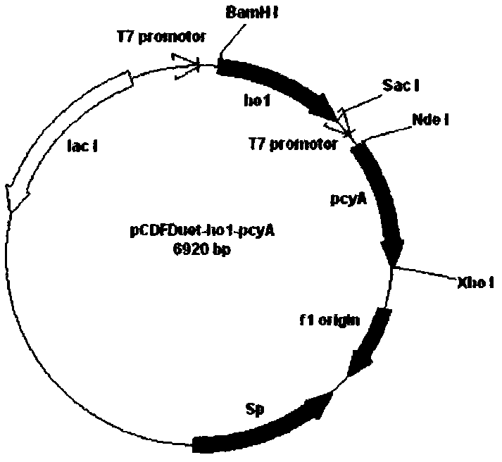 Preparation method and application of recombinant phycocyanobilin
