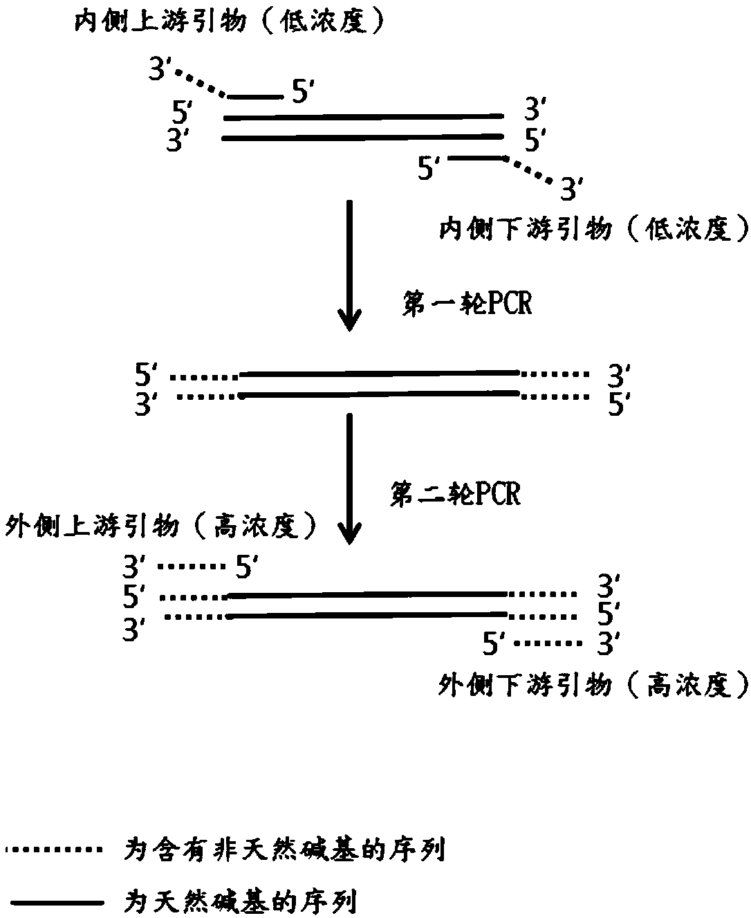Method for enriching DNA target regions by synergistic PCR method based on artificial nucleic acid analogue technology