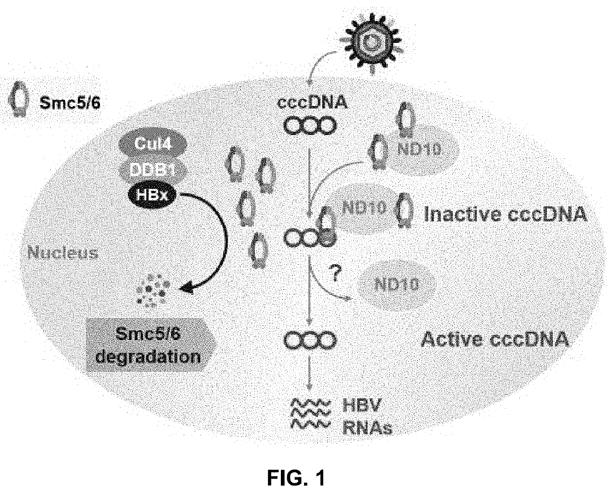 Antibodies and fragments thereof that bind hepatitis B virus protein X