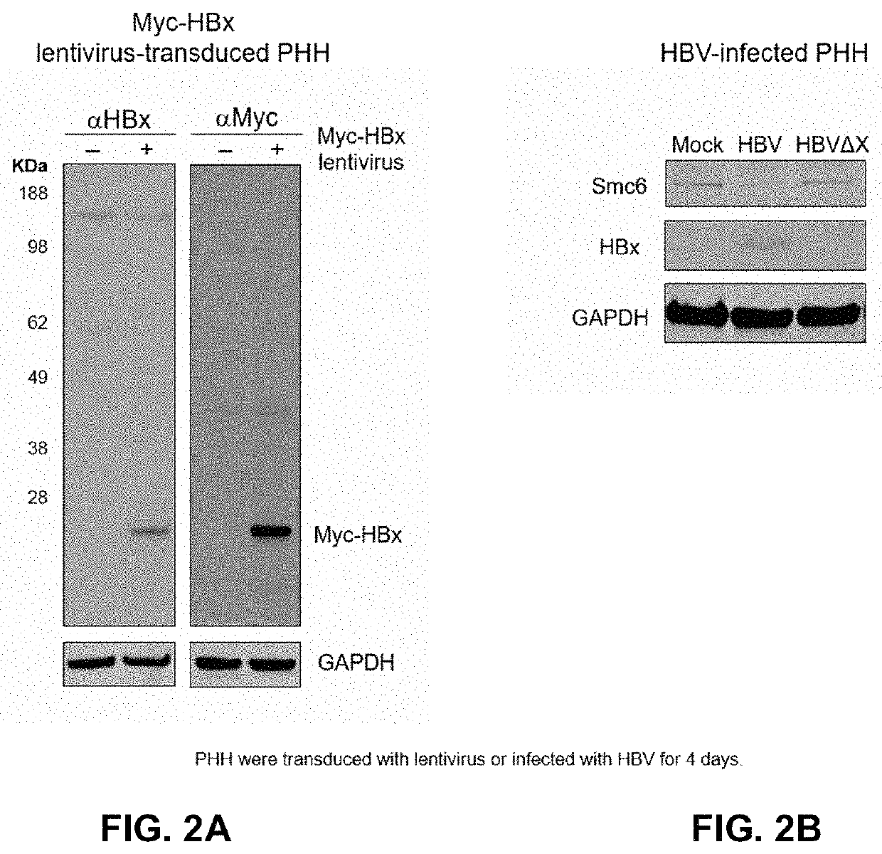 Antibodies and fragments thereof that bind hepatitis B virus protein X