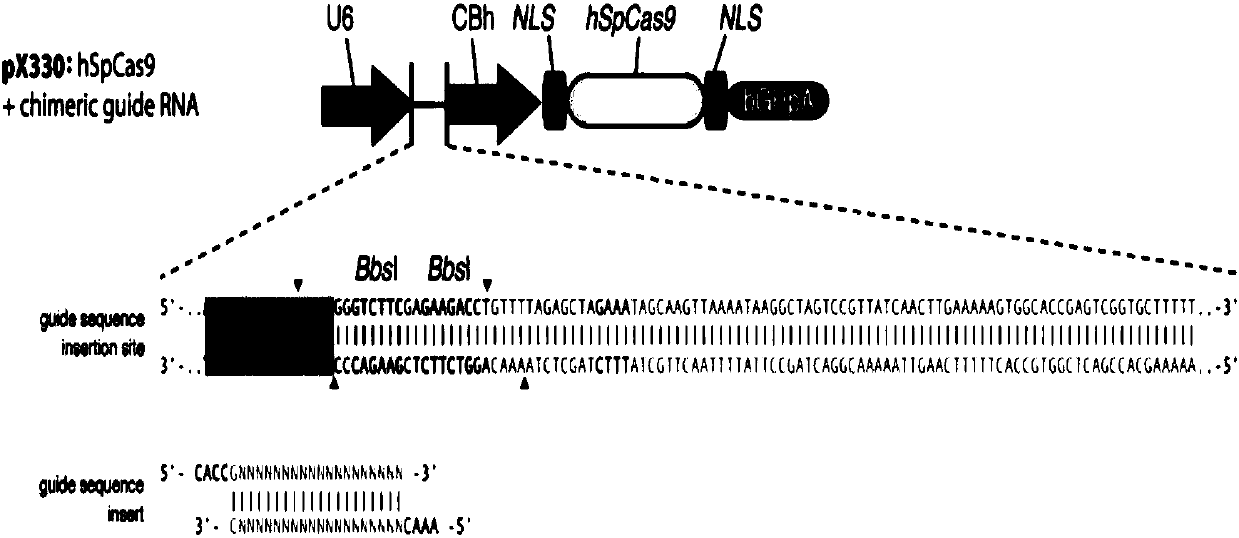Method for knocking out RBM17 gene of mesenchymal stem cells by using CRISPR-CAS system