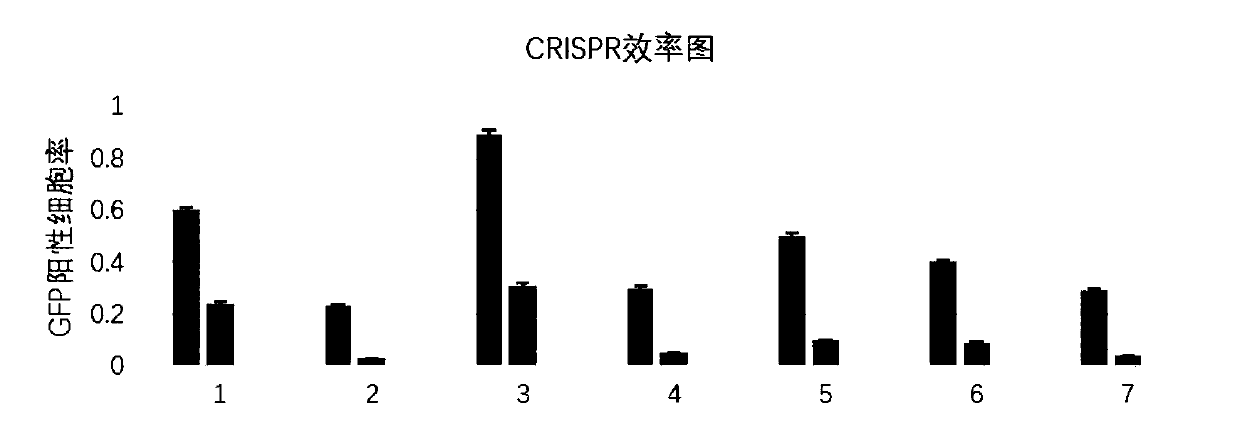 Method for knocking out RBM17 gene of mesenchymal stem cells by using CRISPR-CAS system