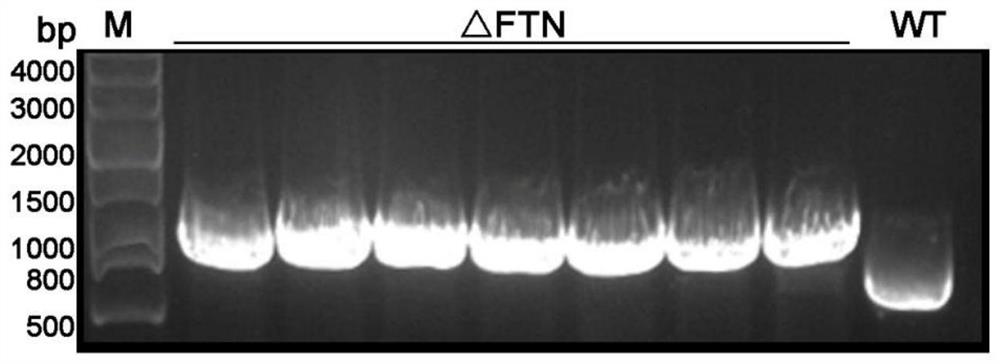 Blue-green algae engineering bacterium capable of efficiently fixing nitrogen and preparation method and application thereof