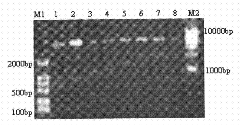 Method for measuring influencing factors to BAFF-R (B cell-Activating Factor-Receptor) gene promoter activity of human