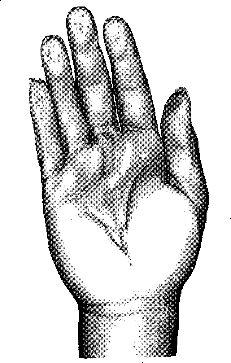 Construction method for digitized virtual hand and longitudinal shaped severed finger anatomic structure model