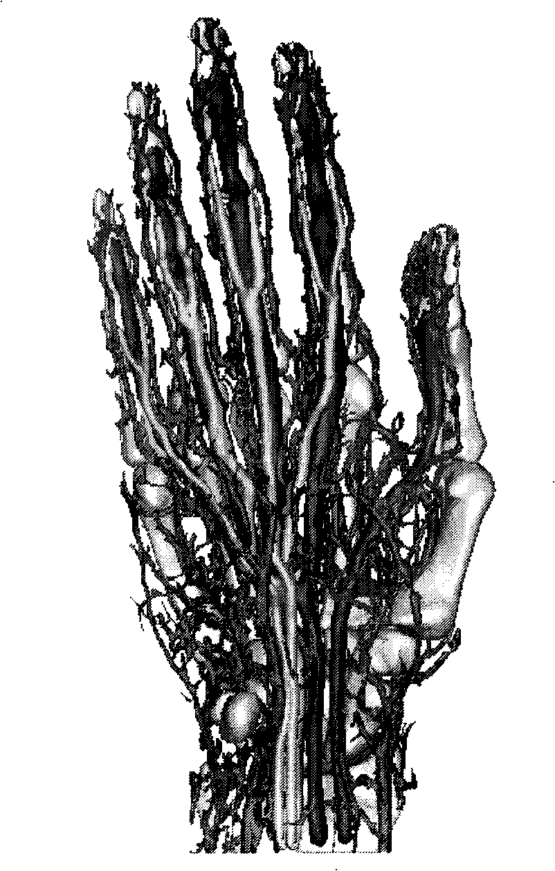 Construction method for digitized virtual hand and longitudinal shaped severed finger anatomic structure model