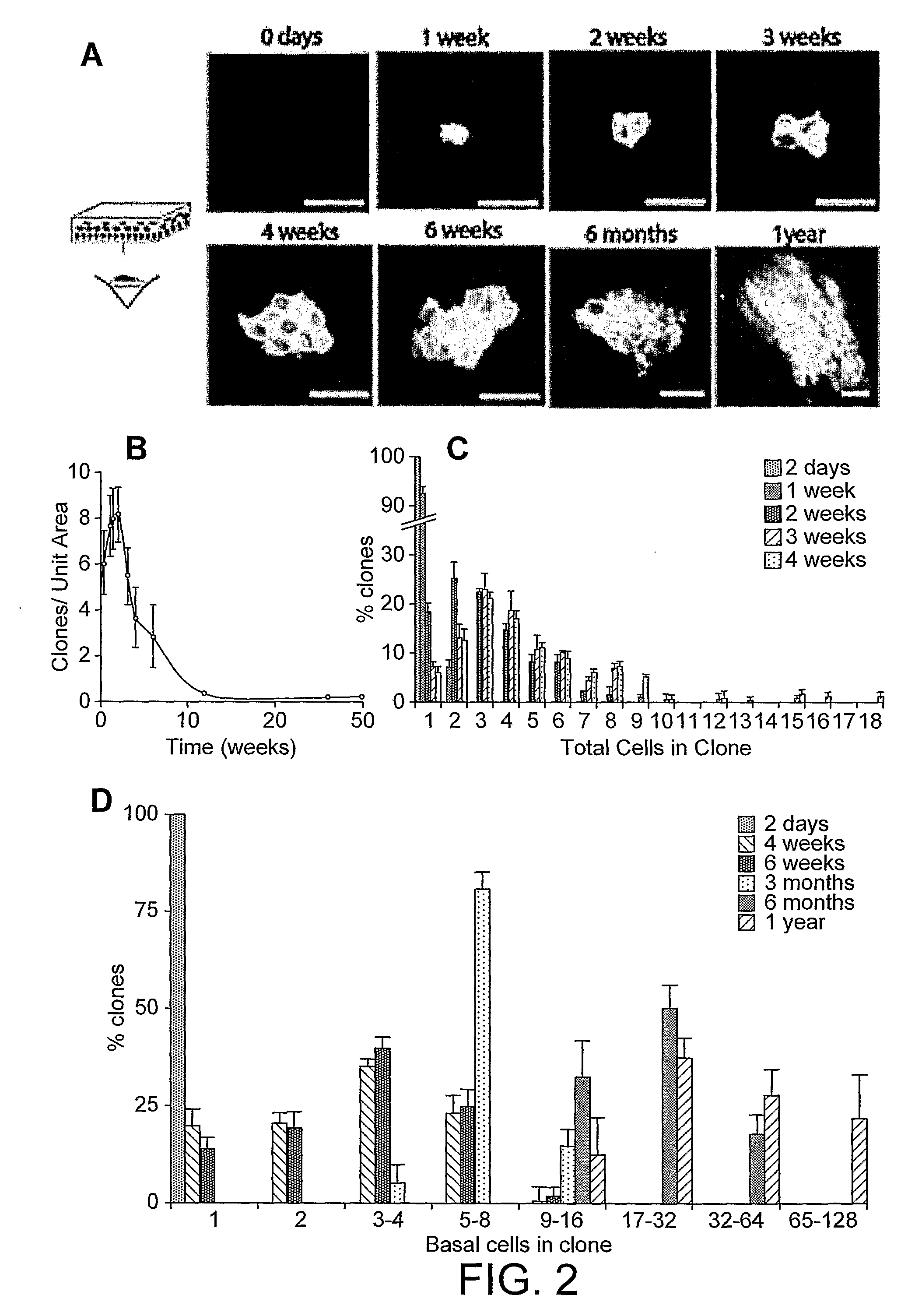 Methods of Analysing Cell Behaviour