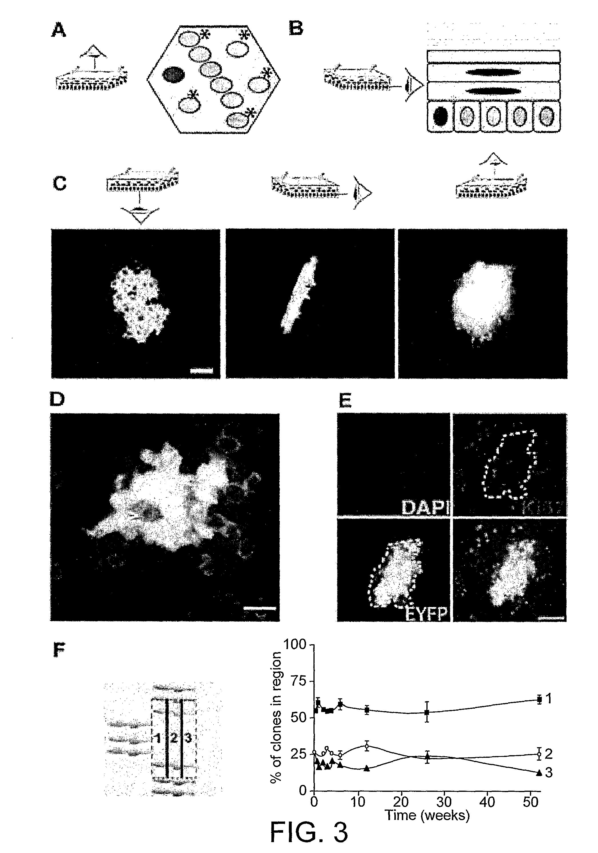 Methods of Analysing Cell Behaviour