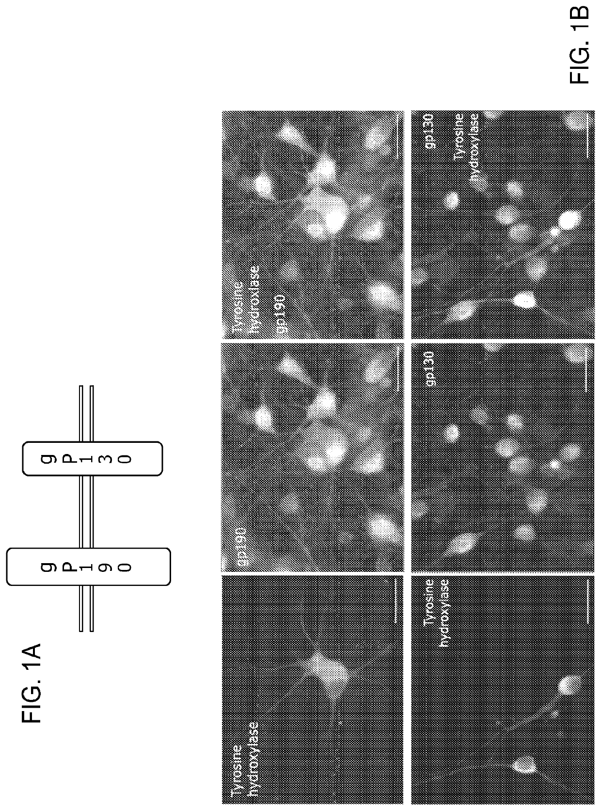 Neurotherapeutic nanoparticle compositions comprising leukemia inhibitory factor