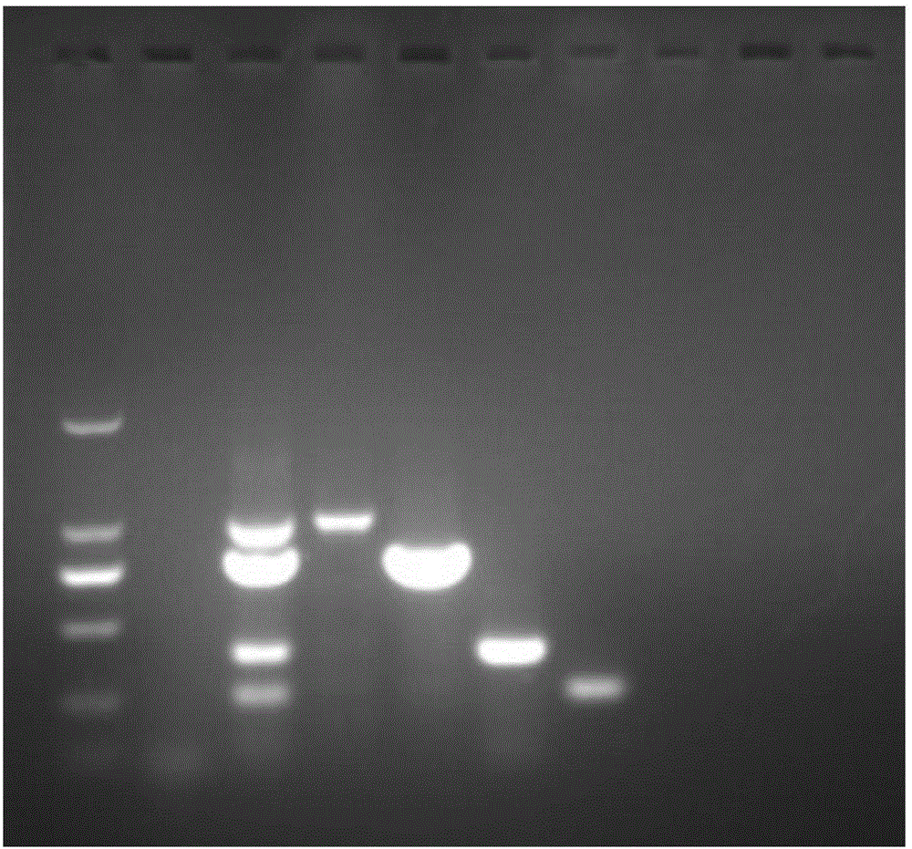 Quadruple PCR detection method capable of identifying canine parvovirus, hundestaupe virus, canine parainfluenza virus and canine adenovirus type-2
