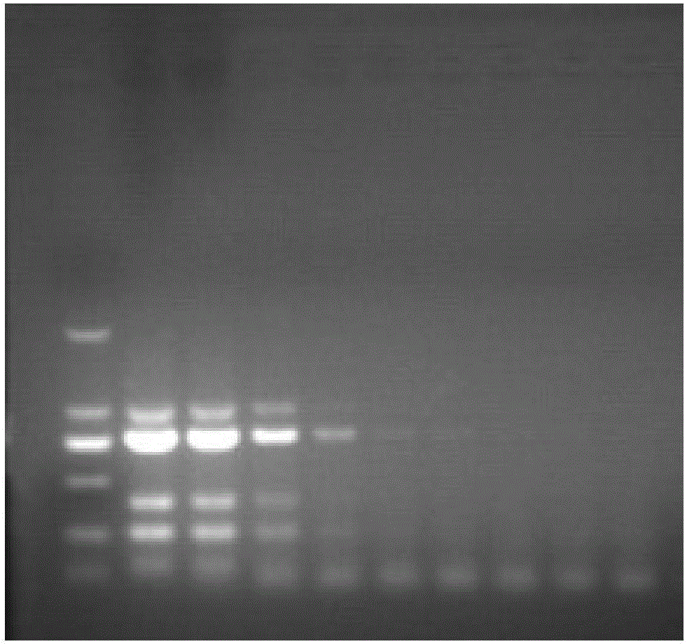 Quadruple PCR detection method capable of identifying canine parvovirus, hundestaupe virus, canine parainfluenza virus and canine adenovirus type-2