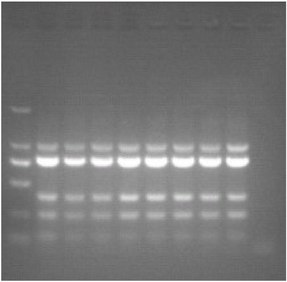 Quadruple PCR detection method capable of identifying canine parvovirus, hundestaupe virus, canine parainfluenza virus and canine adenovirus type-2