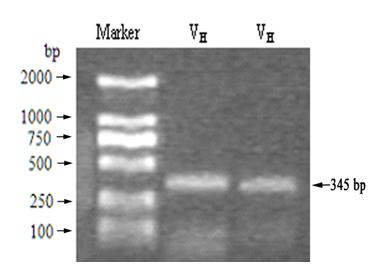Kit and method for detecting mu-conotoxin (CTX) by using single-chain antibody of gene engineering
