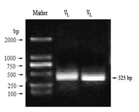 Kit and method for detecting mu-conotoxin (CTX) by using single-chain antibody of gene engineering
