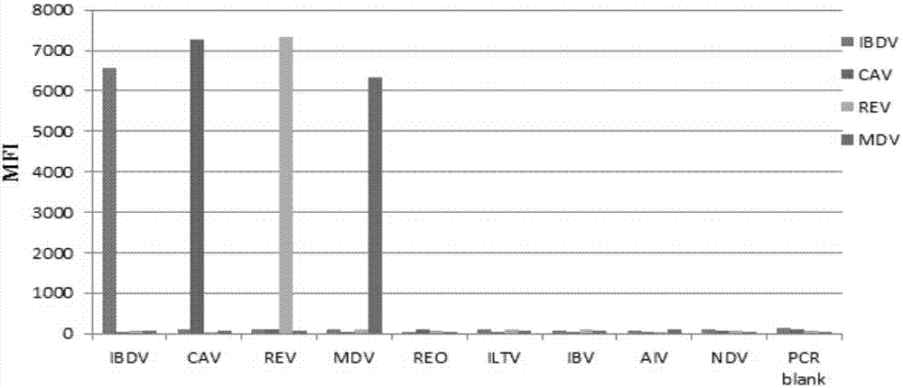 A multiple fluorescence immunoassay primer, kit and method for rapidly distinguishing cav, mdv, rev, ibdv