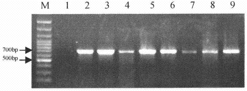 Identification method for determining anastomosis groups of rhizoctonia solani