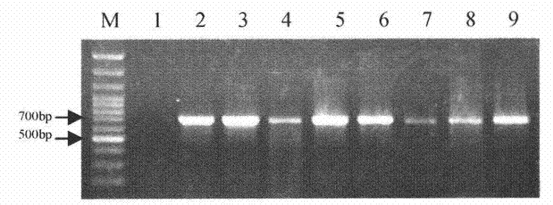 Identification method for determining anastomosis groups of rhizoctonia solani