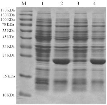 GPC3 (glypican-3) monoclonal antibody hybridoma strain 8G6, and preparation method and application thereof