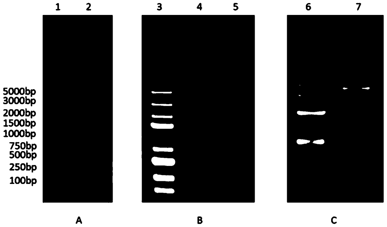 Siniperca chuatsi IFN-alpha 3 (interferon alpha-3) gene, recombinant protein, preparation method and application thereof