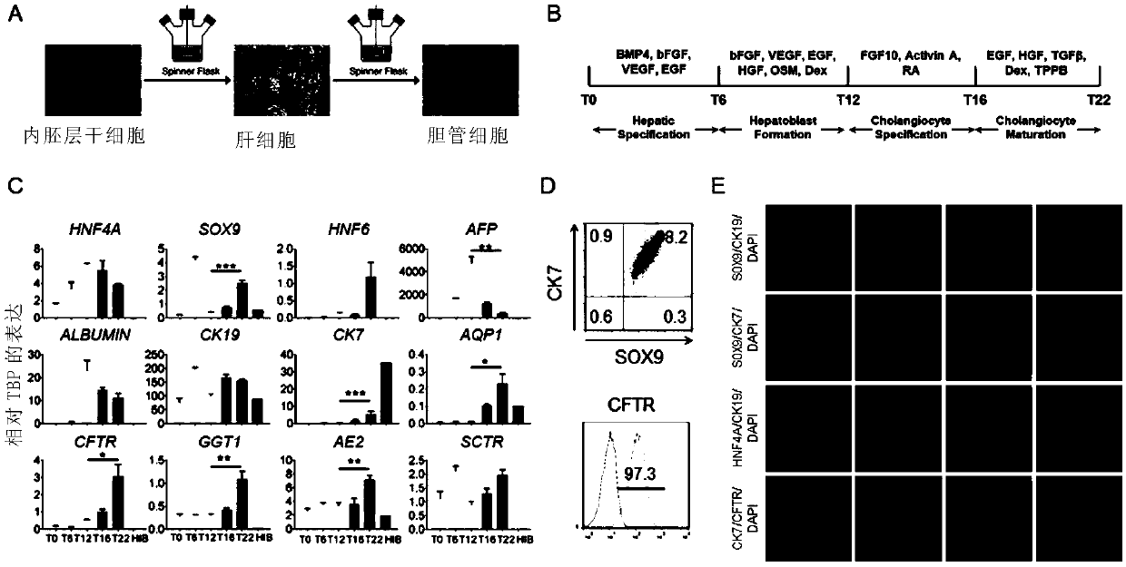 Method for preparing functional bile duct cells by using entoderm stem cells on scale and application of functional bile duct cells