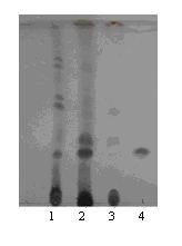 Method for preparing astragaloside IV by converting total saponins of astragalus by microorganisms