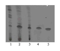 Method for preparing astragaloside IV by converting total saponins of astragalus by microorganisms