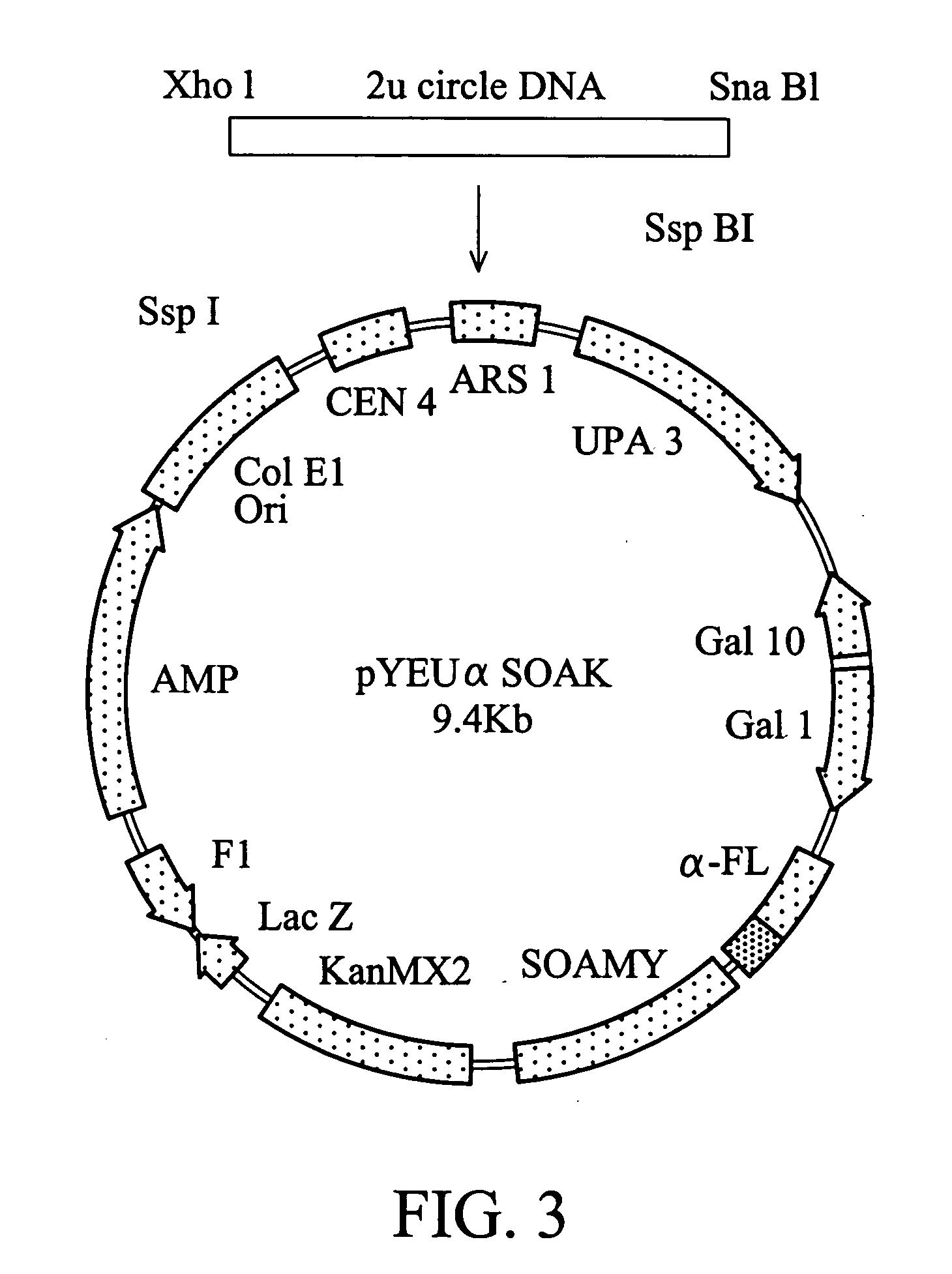 Nucleic acid encoding recombinant salmon calcitonin, expression vector thereof, and method for producing recombinant salmon calcitonin therewith